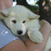 Well Trained Alaskan Malamute puppies