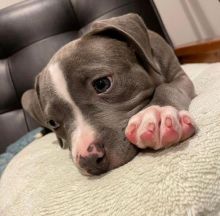 Wonderful lovely Male and Female american bully Puppies for adoption