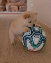 Adorable Chow Chow Puppies in search of new homes.(manuellajustin986@gmail.com) Image eClassifieds4u