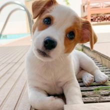 Adorable Jack Russel puppies for adoption. CAN EMAIL US AT (manuellajustin986@gmail.com) Image eClassifieds4u