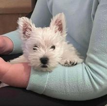 Adorable westie puppies Available (manuellajustin986@gmail.com) Image eClassifieds4u
