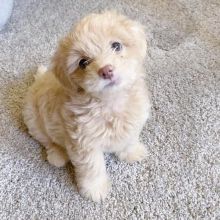 Amazing and smart Maltipoo puppies available for adoption. ( trevoandrew4@gmail.com) Image eClassifieds4u