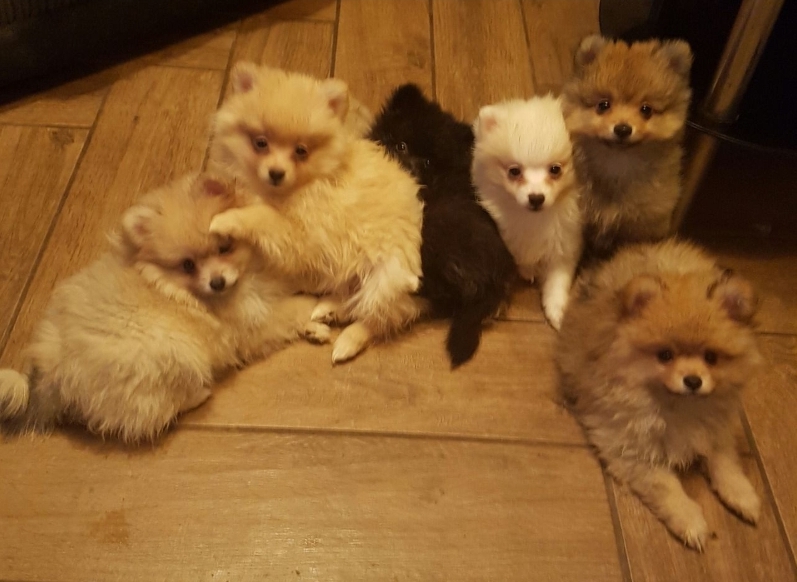Beautiful Pomeranian pups For Sale!! Email cheyannefennell292@gmail.com or text (626)-655-3479 Image eClassifieds4u