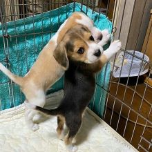 Cute Male and Female Beagle Puppies Up for Adoption... Image eClassifieds4u