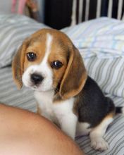 Cute Male and Female Beagle Puppies Up for Adoption... Image eClassifieds4u