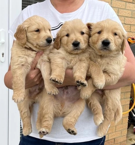 Golden Retriever Pups ready for New Homes! Email cheyannefennell292@gmail.com or text (626)-655-3479 Image eClassifieds4u