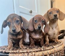 charming dachshund puppies for adoption (manuellajustin986@gmail.com) Image eClassifieds4u 4