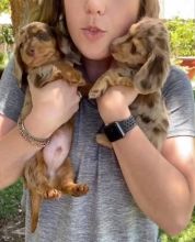 C.K.C MALE AND FEMALE DACHSHUND PUPPIES AVAILABLE Image eClassifieds4u 1