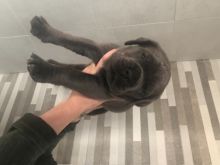 Two STAFFORDSHIRE puppies for adoption (manuellajustin986@gmail.com) Image eClassifieds4u 1