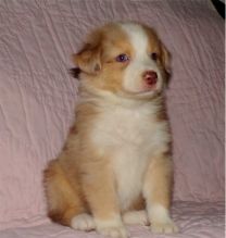 Cute Australian Shepherd puppies..Email (manuellajustin986@gmail.com) Image eClassifieds4U