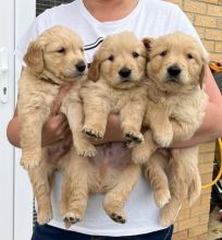Golden Retriever Pups ready for New Homes! Email cheyannefennell292@gmail.com or text (626)-655-3479 Image eClassifieds4u 1