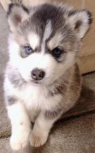 MALE FEMALE SIBERIAN HUSKY PUPPIES FOR ADOPTION (peteralex65020@gmail.com) Image eClassifieds4u 2