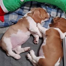 Miniature dachshund Puppies Available For Adoption CONTACT(manuellajustin986@gmail.com) Image eClassifieds4u 1