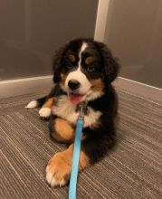 sweet Bernese mountain puppies ready for a new home Email(manuellajustin986@gmail.com) Image eClassifieds4u 1