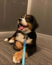 sweet Bernese mountain puppies ready for a new home Email(manuellajustin986@gmail.com) Image eClassifieds4u 2