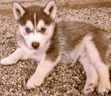 MALE FEMALE SIBERIAN HUSKY PUPPIES FOR ADOPTION (peteralex65020@gmail.com) Image eClassifieds4u