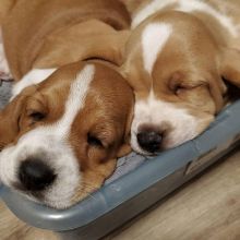 Miniature dachshund Puppies Available For Adoption CONTACT(manuellajustin986@gmail.com) Image eClassifieds4u