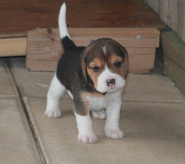 AKC Show Quality Beagle Puppies Image eClassifieds4u