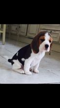 Adorable male and female tri (black, tan, and white) Beagle puppy Available