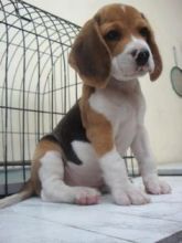 AKC registered beagle puppies Looking For New Homes