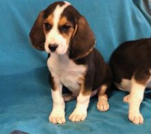 Beautiful Beagle Pups Available