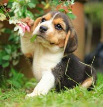 Black-tan & white ticked male beagle