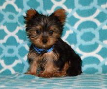 Lovely Yorkshire Terrier puppy