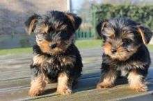 Yorkshire Terrier Puppies Available