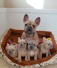 Cute lovely Male and Female French Bulldog Puppies for adoption