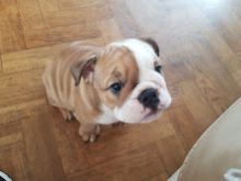 Adorable lovely Male and Female English Bulldog Puppies for adoption