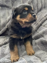 Excellence lovely Male and Female rottweiler Puppies for adoption