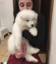 Excellence lovely Male and Female samoyed Puppies for adoption