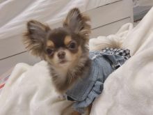 Perfect lovely Male and Female Chihuahua Puppies for adoption
