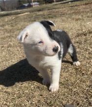 Temperate Border Collie Puppies For Adoption