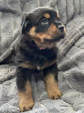 Excellence lovely Male and Female rottweiler Puppies for adoption Image eClassifieds4u