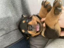 Excellence lovely Male and Female rottweiler Puppies for adoption Image eClassifieds4u