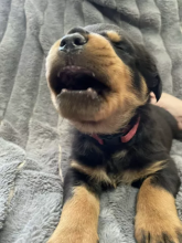 Excellence lovely Male and Female rottweiler Puppies for adoption Image eClassifieds4u 2