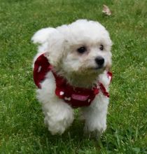 Purebred and Beautiful Bichon Frise Puppies Image eClassifieds4U