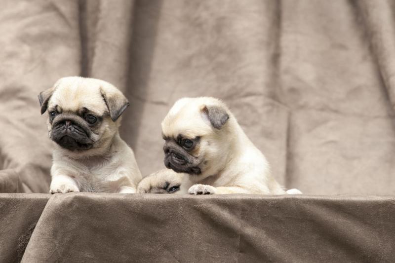 cute pug puppies for a new home. Image eClassifieds4u