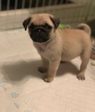 Cute Pug Puppies