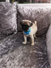 Cutest Pug Puppies Available