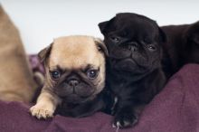 Magnificent Males and Females Pug Puppies available