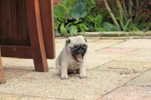 Perfect Fawn Pug Puppies For Good Homes