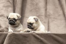 stunning pug puppies available now