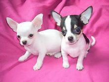 Beutifull Chihuahua Puppies for Rehoming