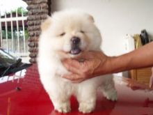 Chow Chow Puppies Available for Adoption