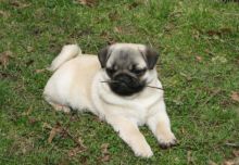 fawn pug puppies