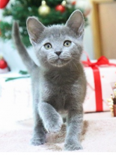 Gorgeous Russian blue kittens available -email us (awesomepets201@gmail.com)