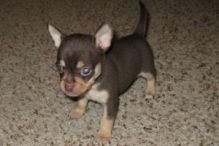 Male and Female Teacup Chihuahua Puppies