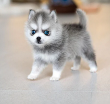 Pomsky pups for adoption